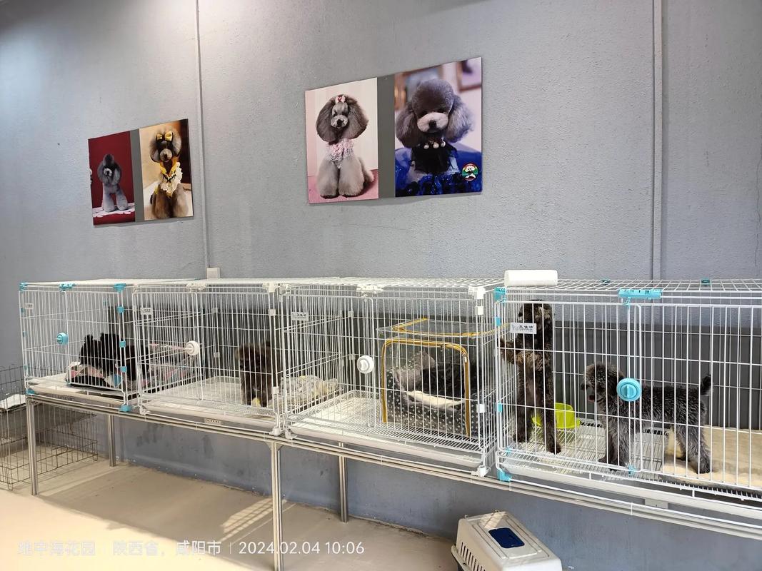 思思寵物生活館盛大開業——咸陽新狗市寵物用品新地標